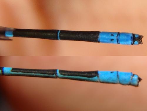 Réf. 248 748 : Paracercion v-nigrum